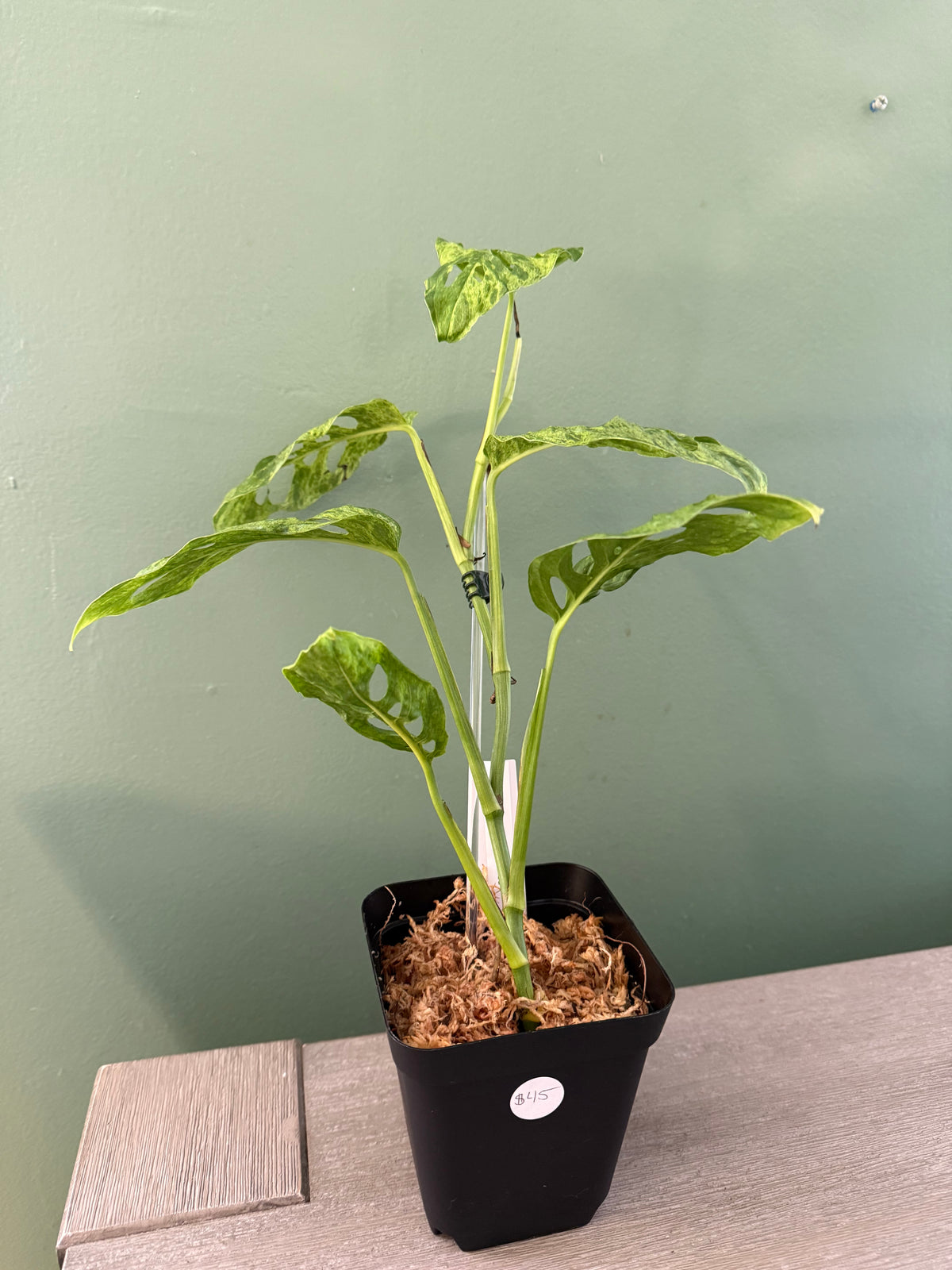 Monstera Adansonii Motled