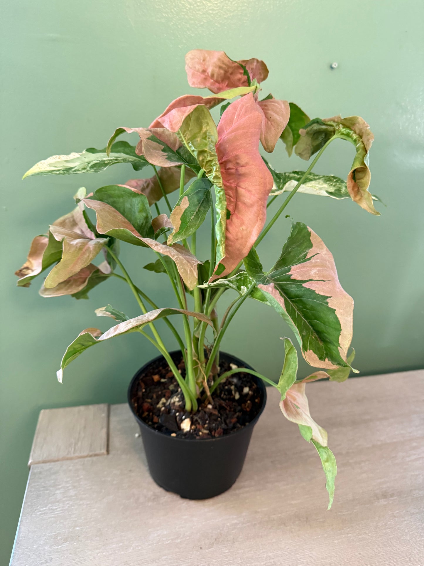 Syngonium Mixed Pot