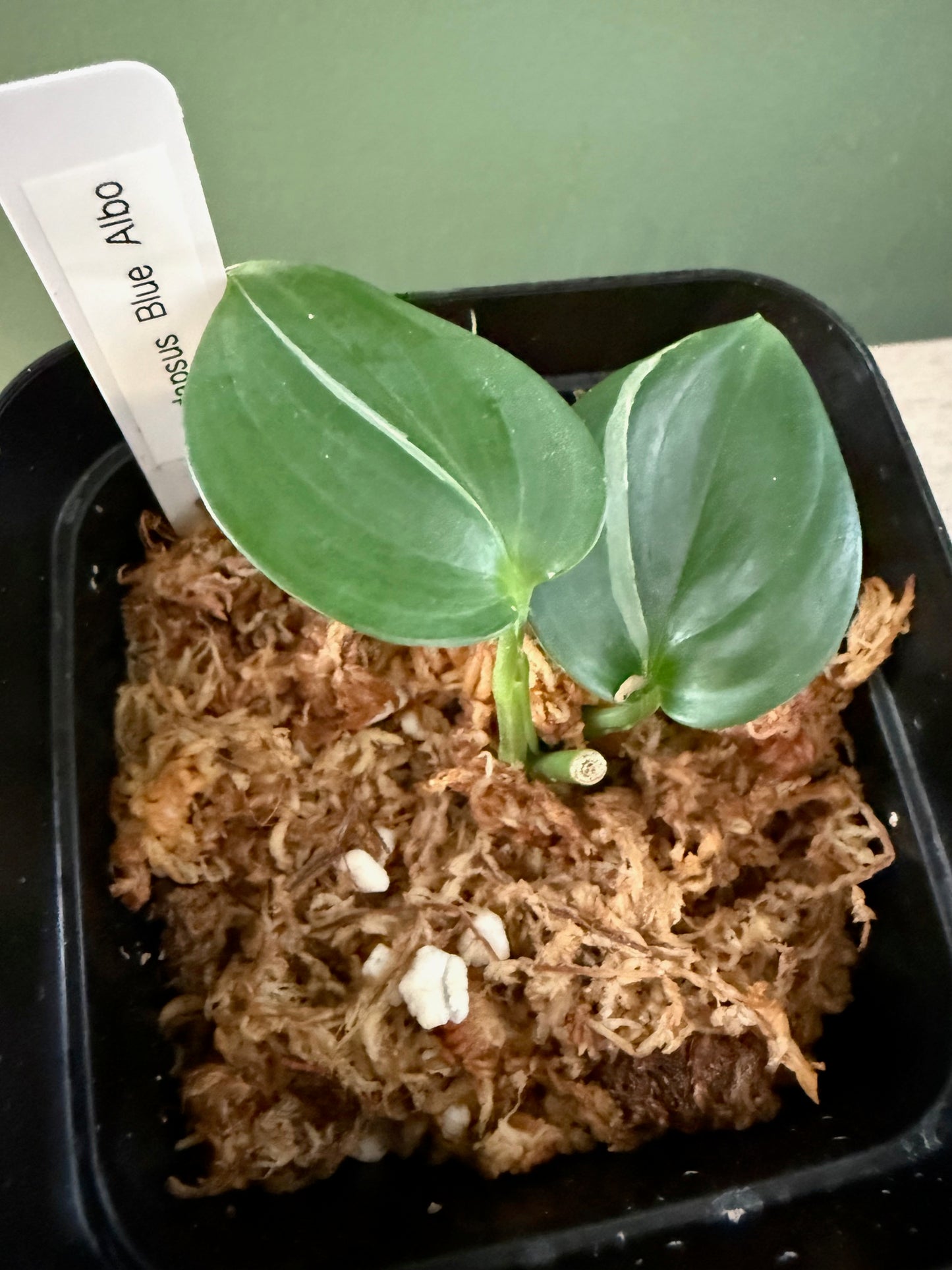 Scindapsus Blue Albo