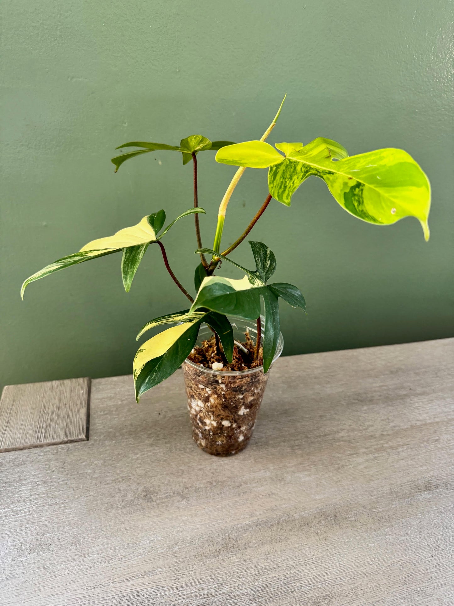 Philodendron Florida Beauty