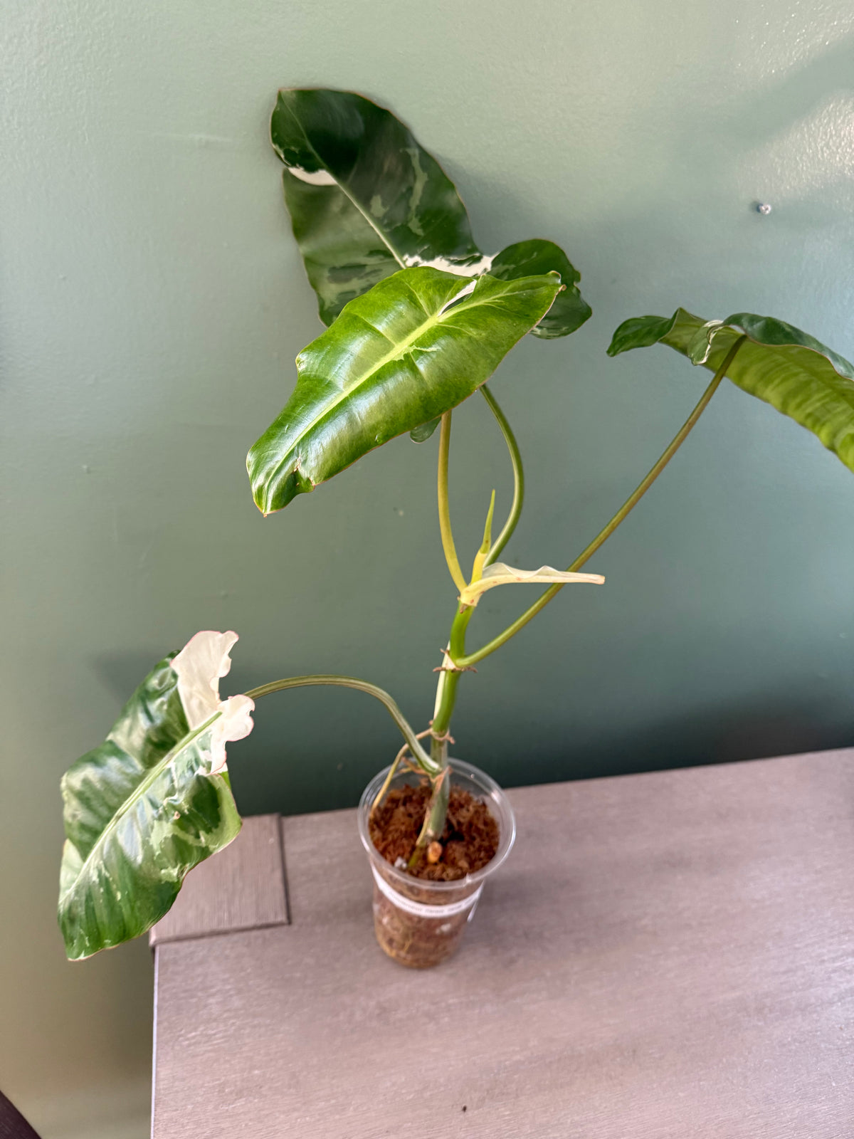 Philodendron Parisio Verde Albo