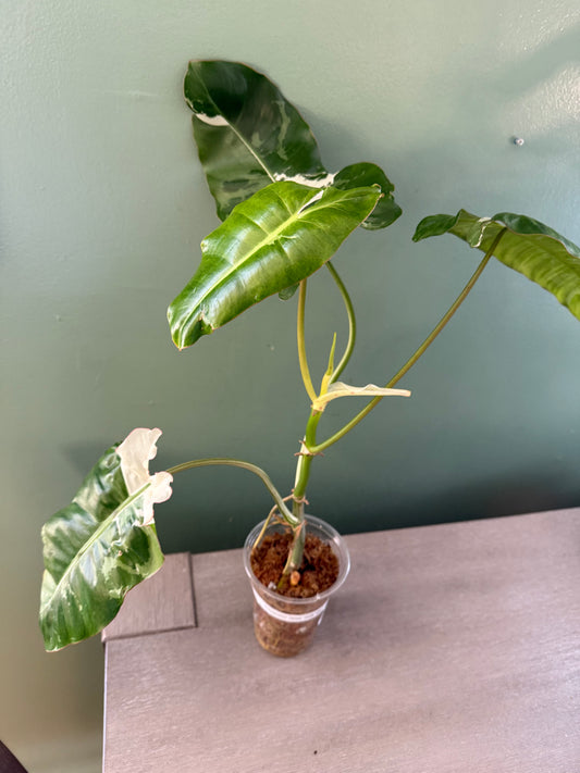 Philodendron Parisio Verde Albo