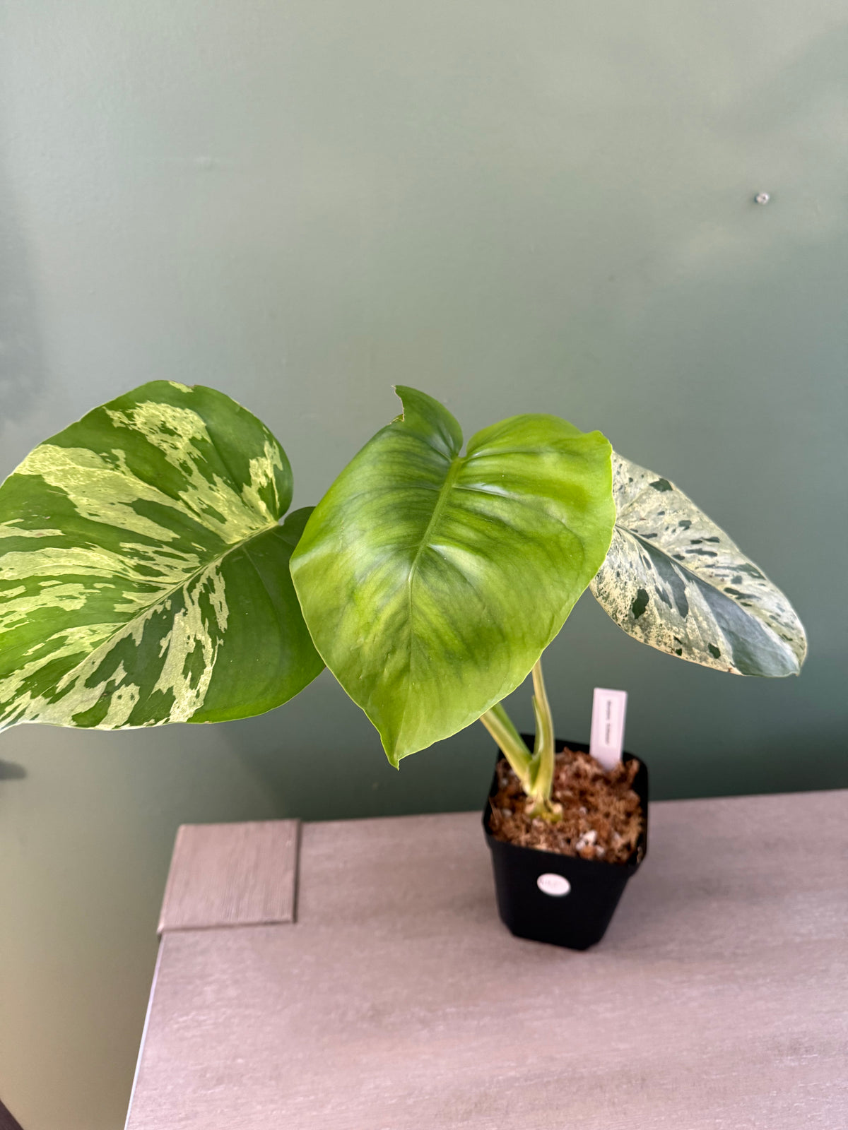Monstera Bulbasaur