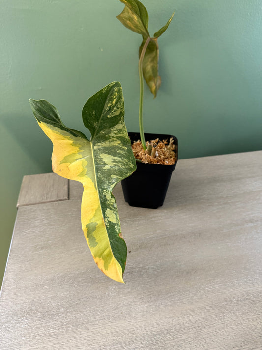 Philodendron Brown Beauty