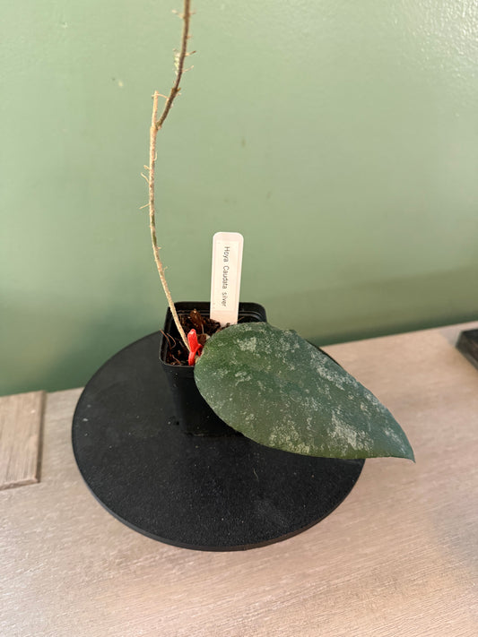 Hoya Caudata Silver