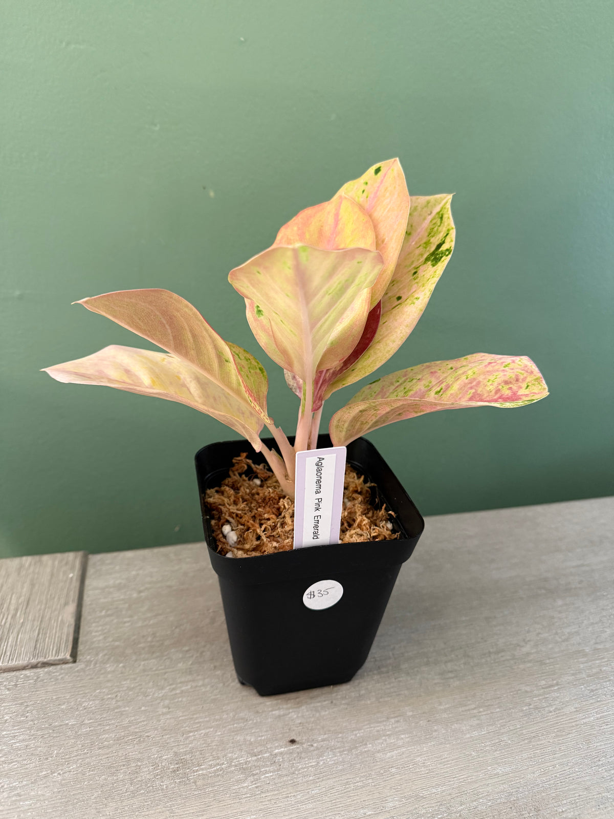 Aglaonema Pink Emerald