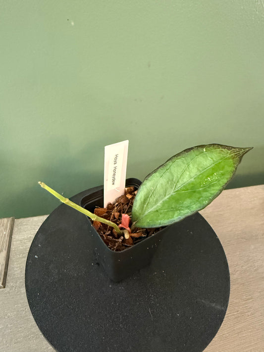 Hoya Honeydew