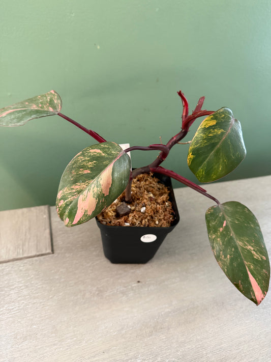 Philodendron Fire Princess