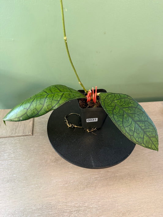 Hoya Finlaysonii Long Leaf