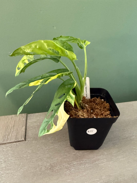 Monstera Adansonii Aurea