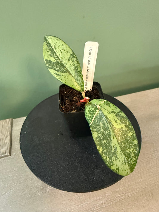 Hoya Crassi x Michelle Clone 2