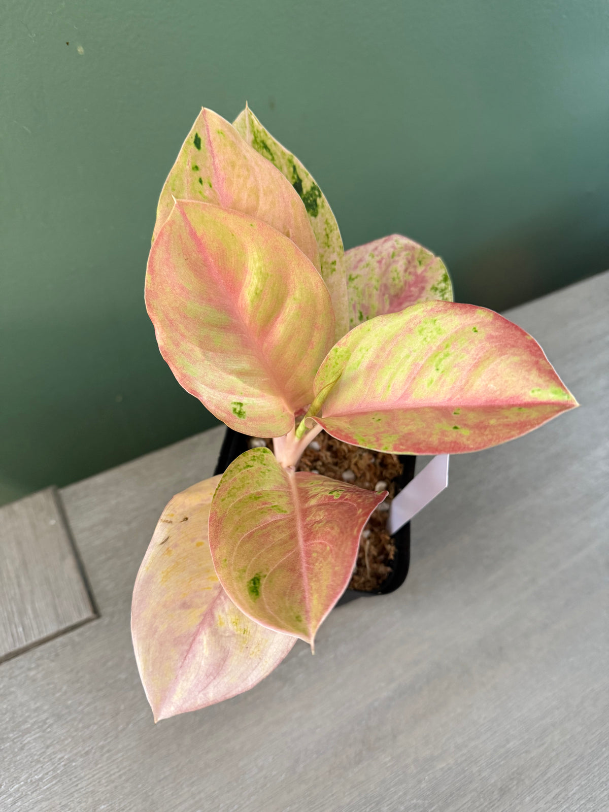 Aglaonema Pink Emerald