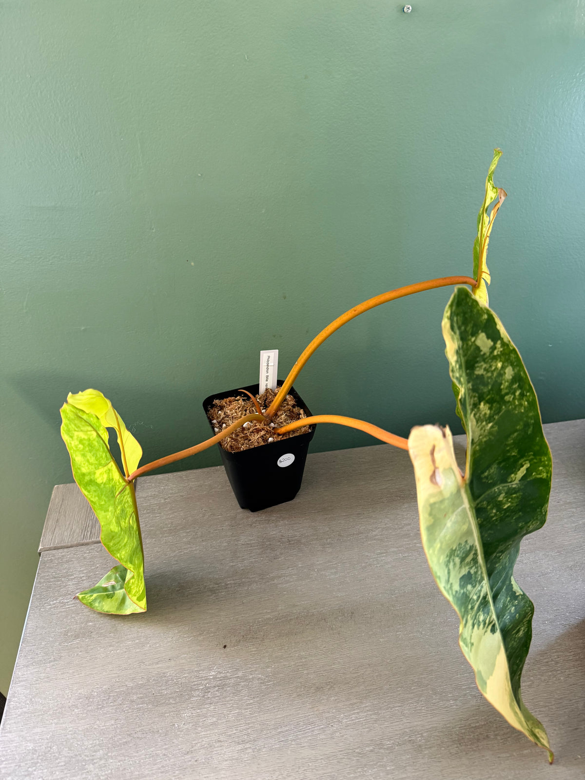 Philodendron Billie Variegated