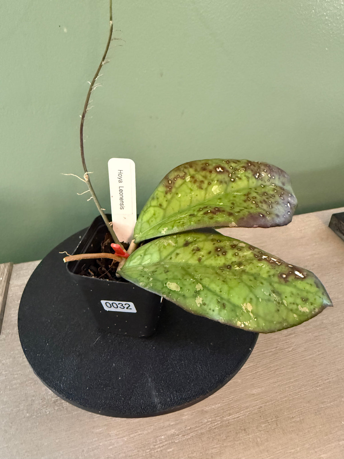 Hoya Leonensis