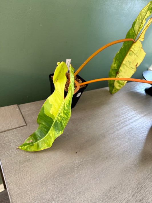 Philodendron Billie Variegated
