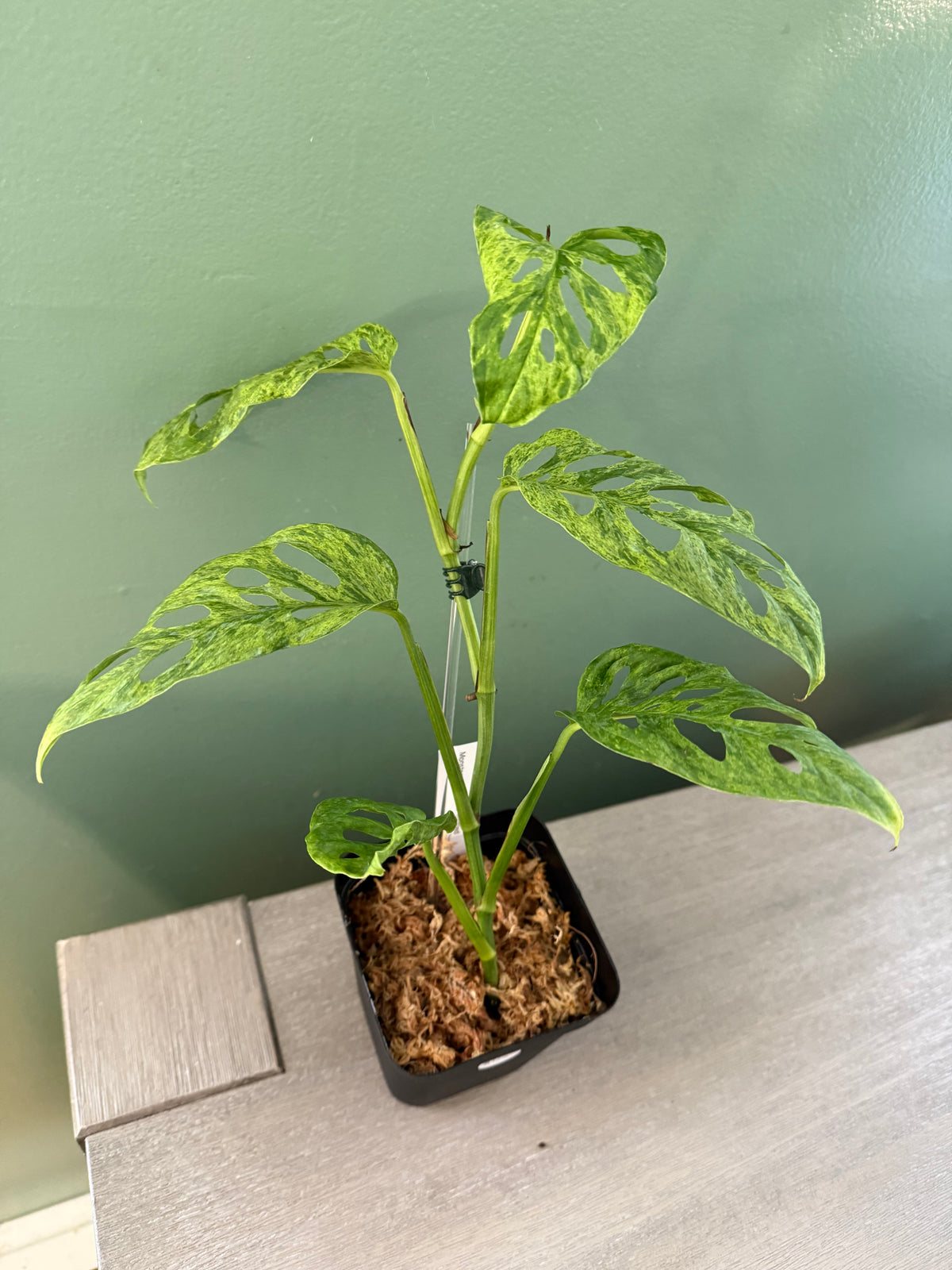 Monstera Adansonii Motled