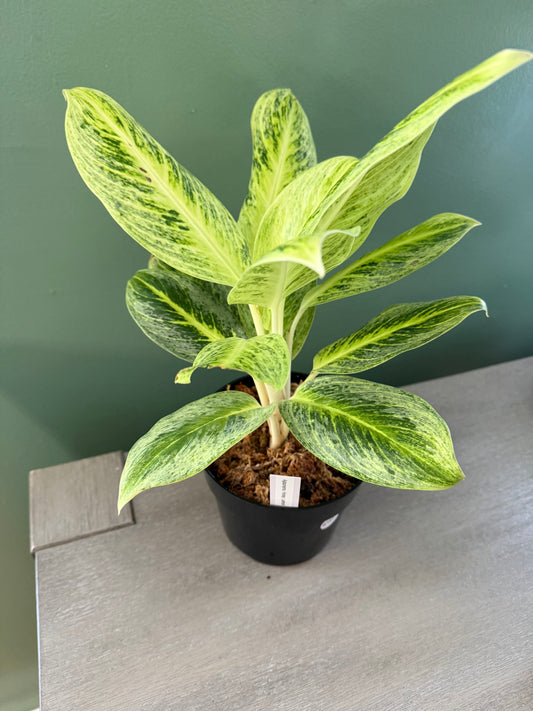 Aglaonema Honey Lemon