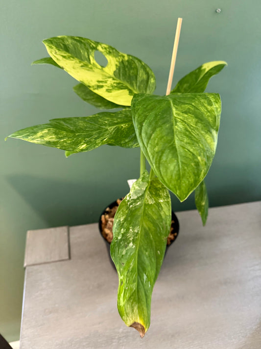 Monstera Obliqua Mayuna