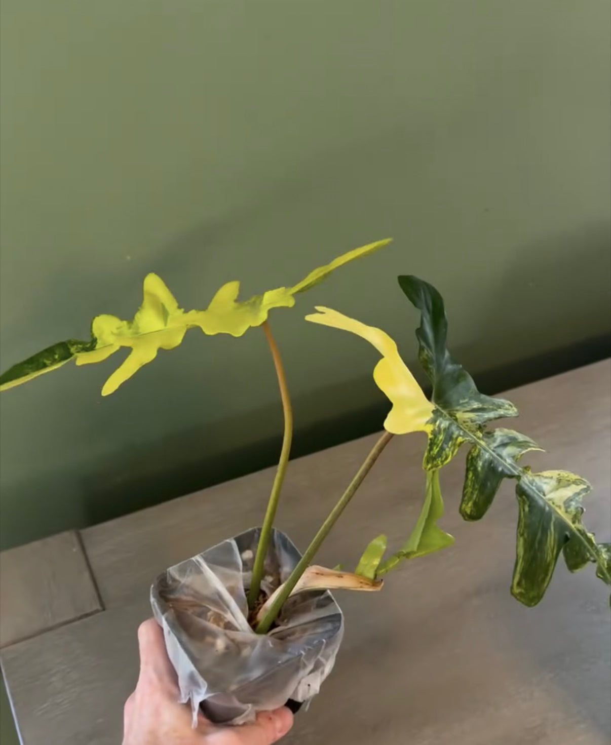 Philodendron Florida Beauty x Mayoi