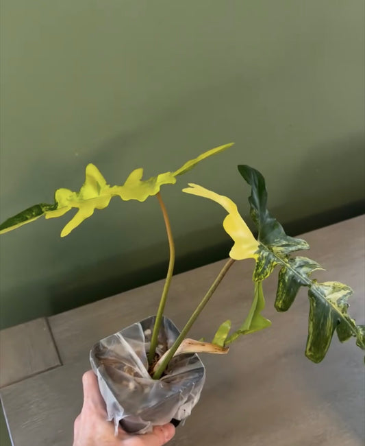 Philodendron Florida Beauty x Mayoi