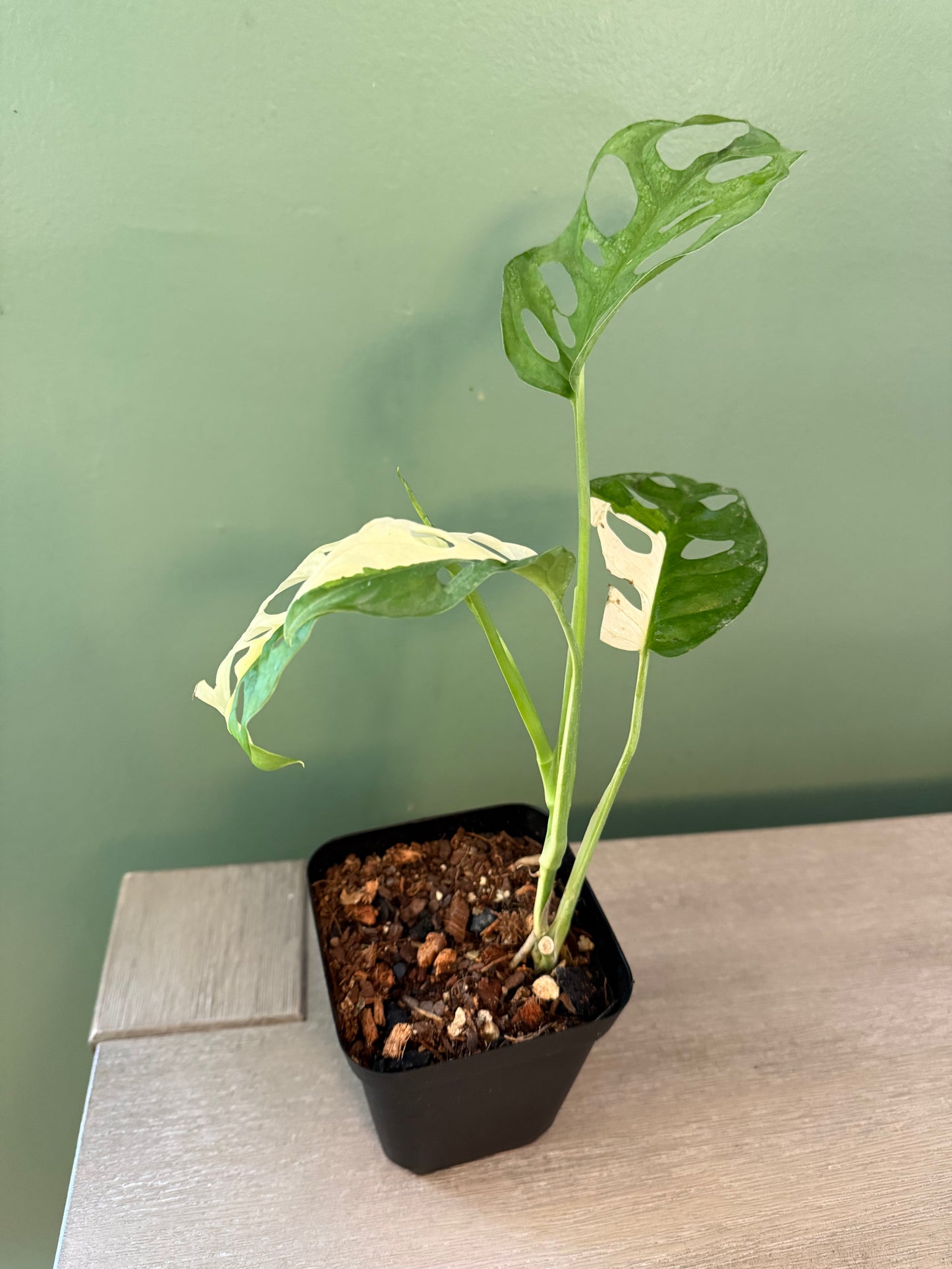 Monstera Adensonii Albo