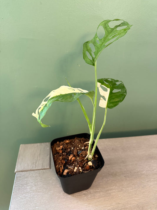 Monstera Adensonii Albo