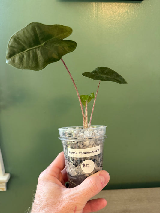 Alocasia Psuedosandriana