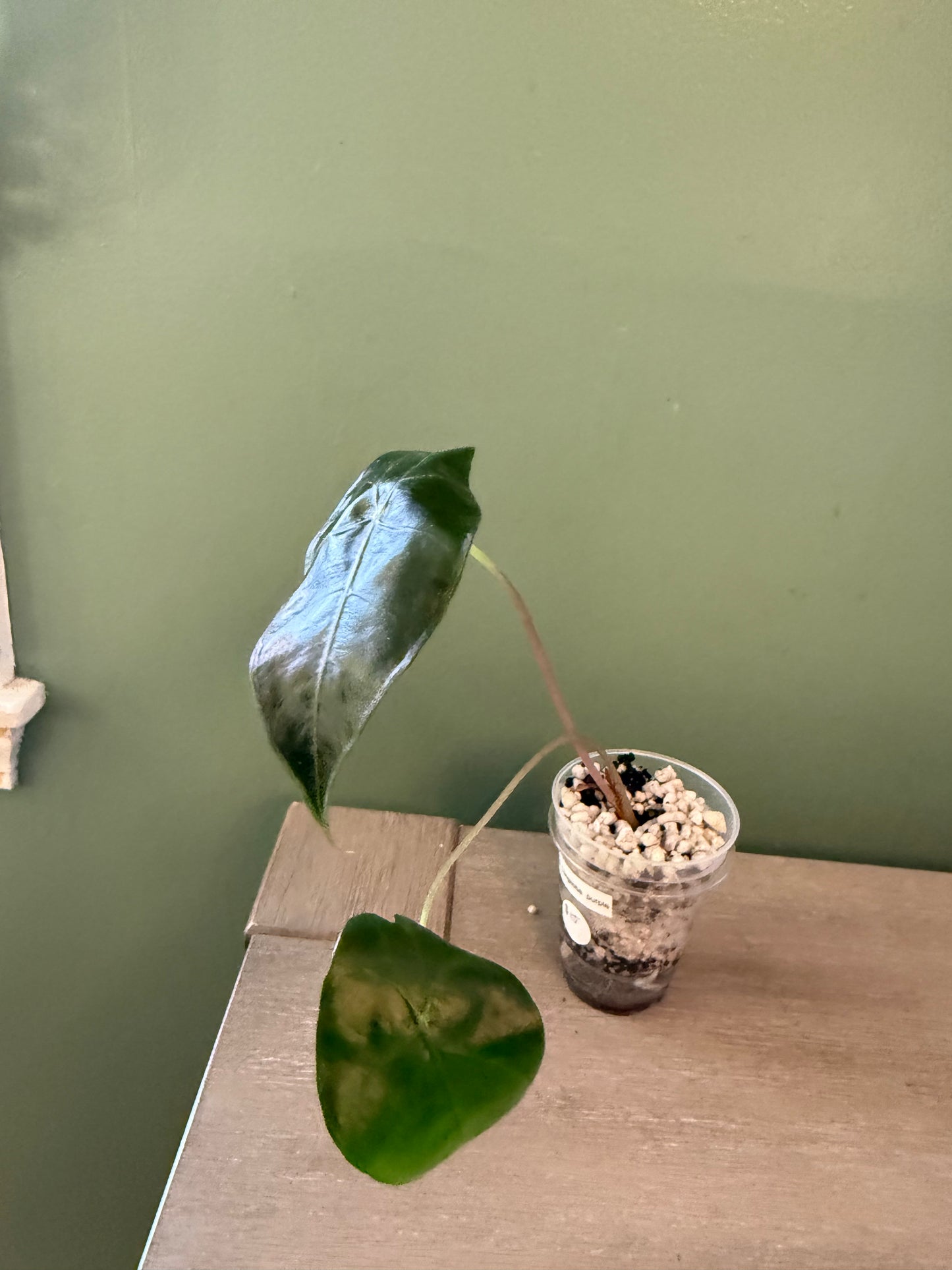 Alocasia Longiloba Purple