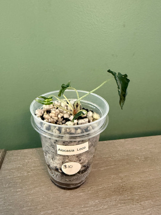 Alocasia Loco