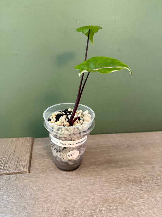 Alocasia Black Stem Variegated