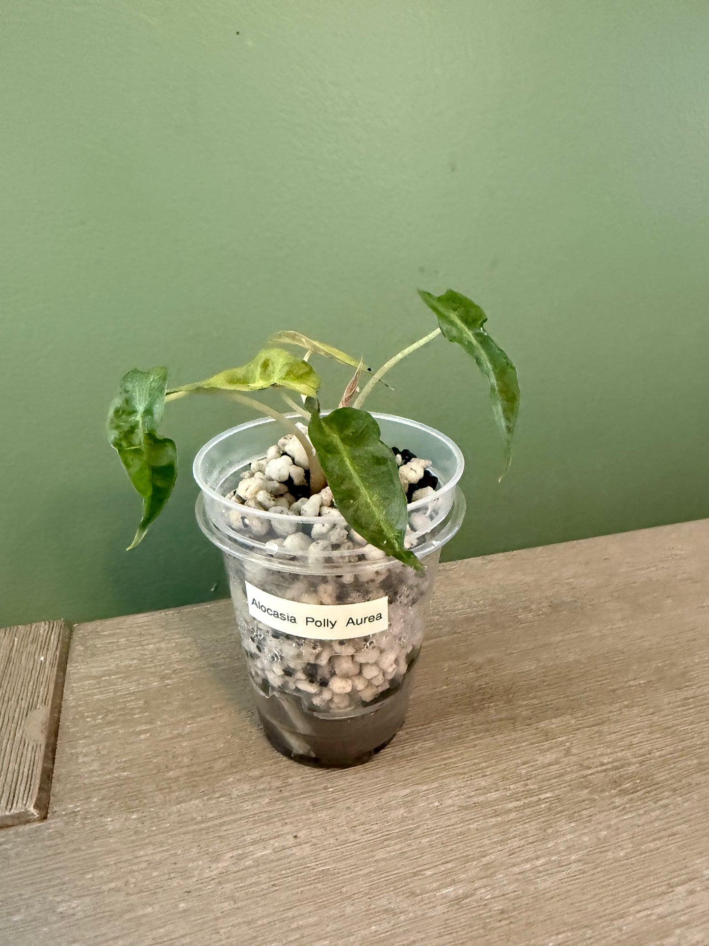 Alocasia Polly Aurea