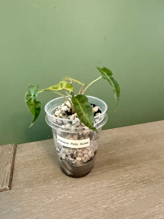 Alocasia Polly Aurea