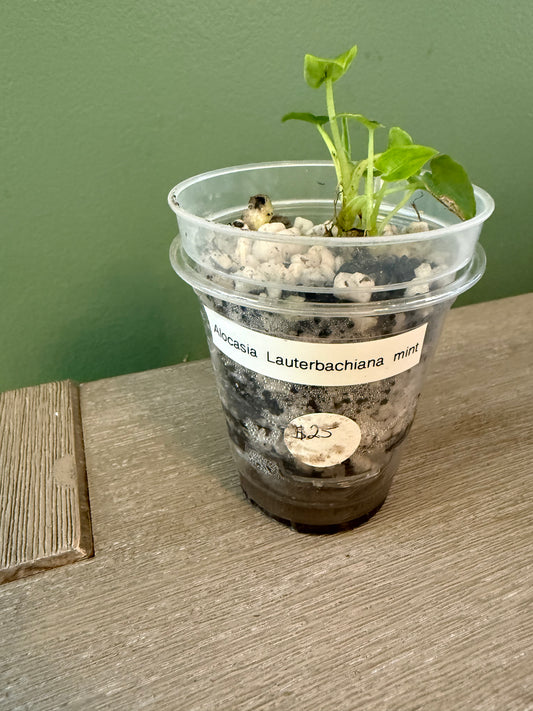 Alocasia Lauterbachiana Mint