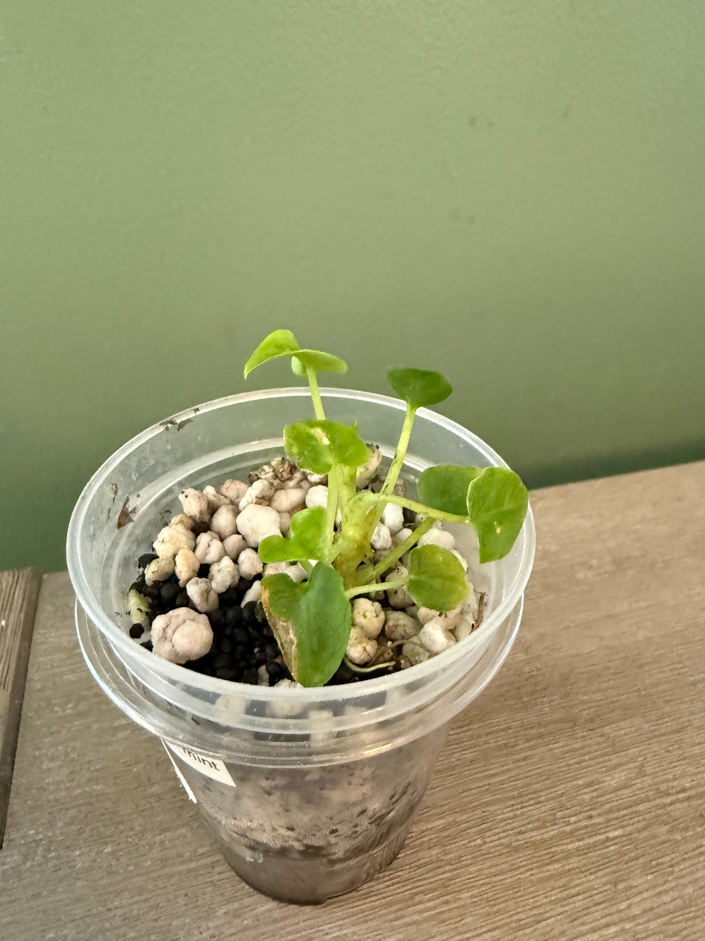 Alocasia Lauterbachiana Mint