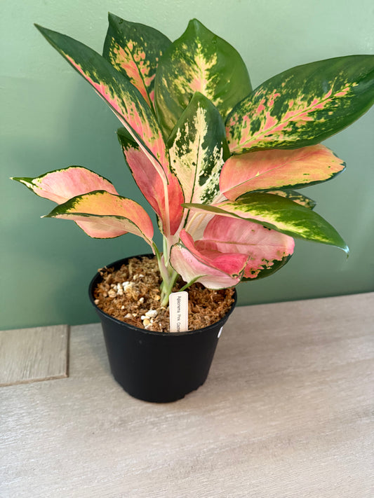 Aglaonemma Pink Cochin