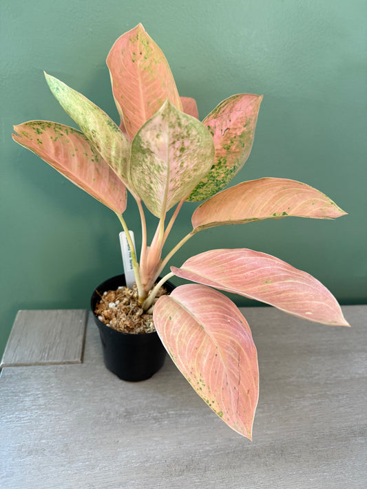 Aglaonema Pink Banana