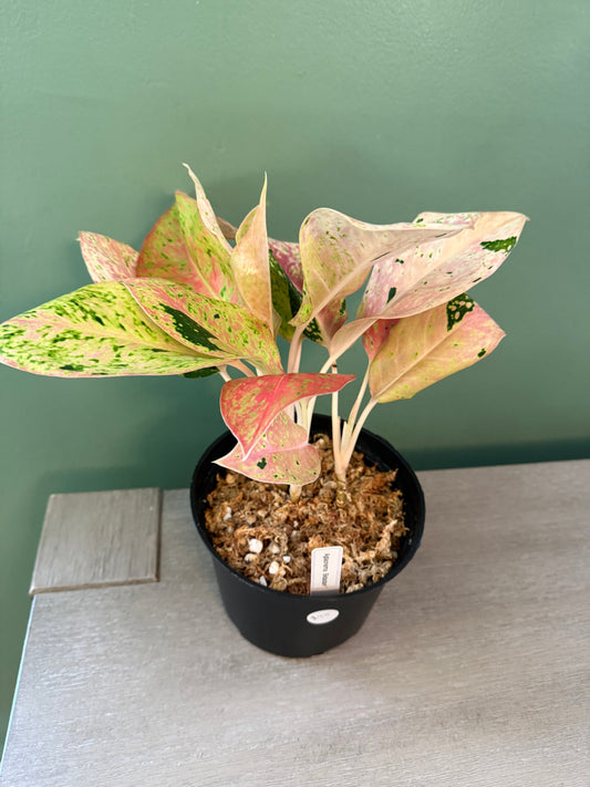 Aglaonema Bidadari