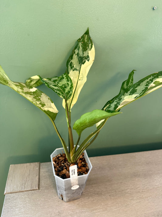 Aglaonema Manila Pride