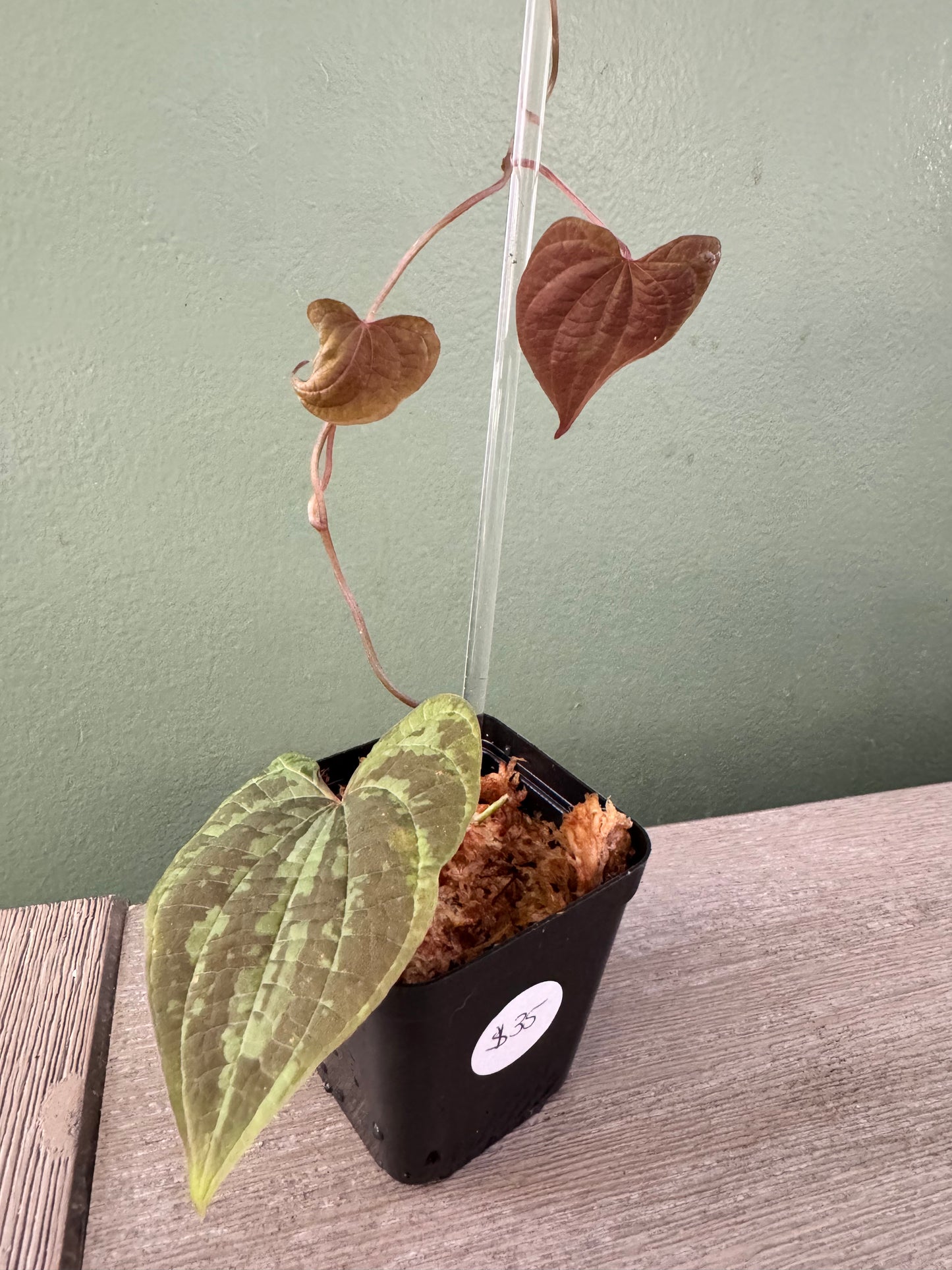 Dioscorea Discolor