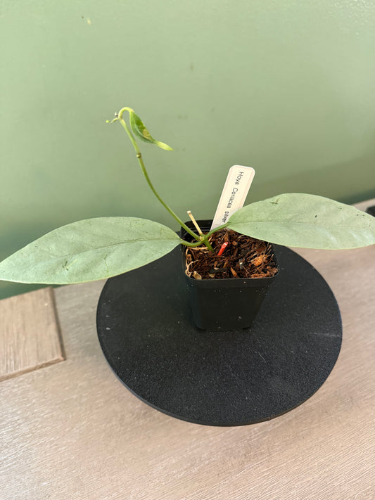 Hoya Coriacea Silver