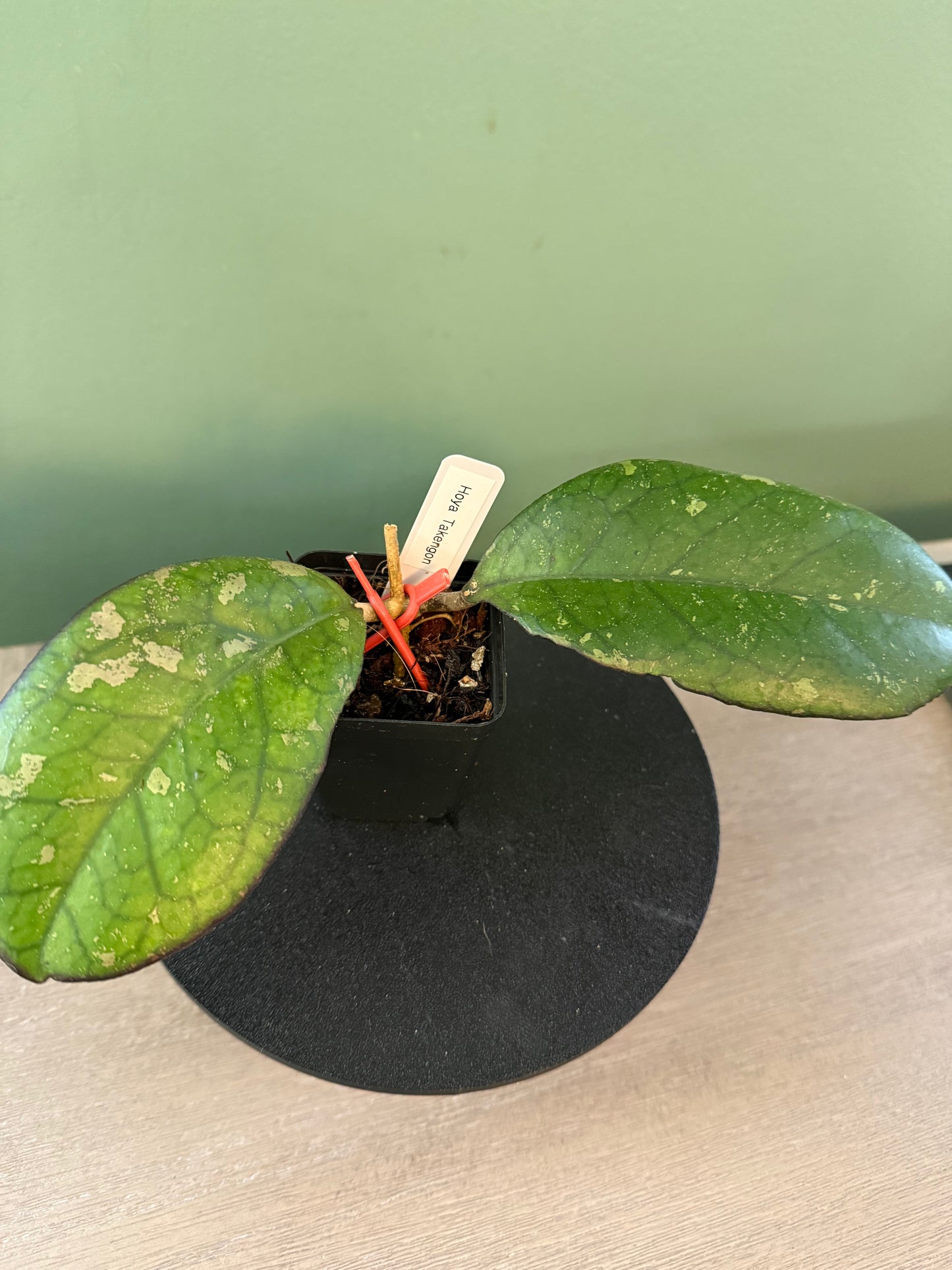 Hoya Takengon