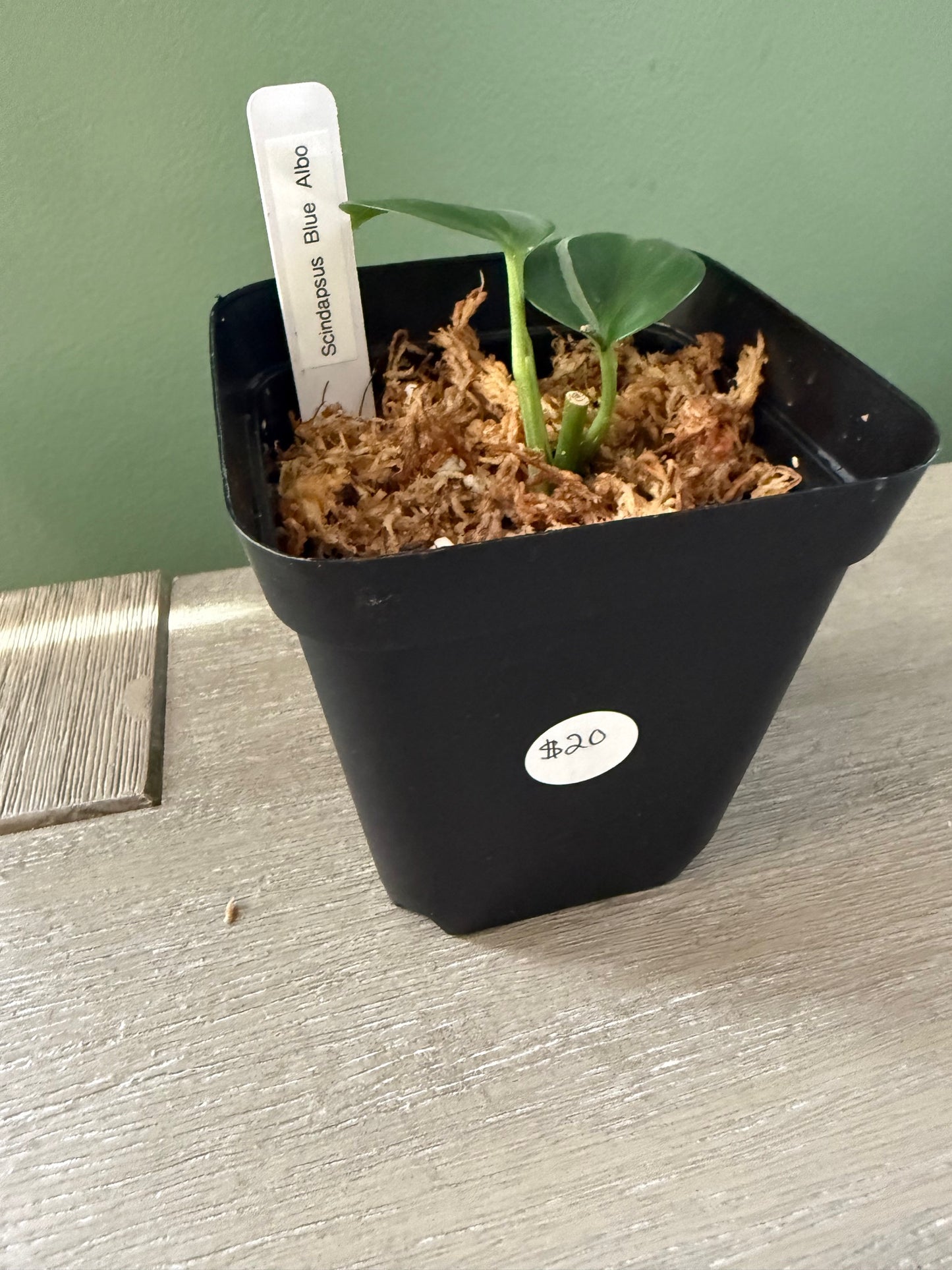 Scindapsus Blue Albo