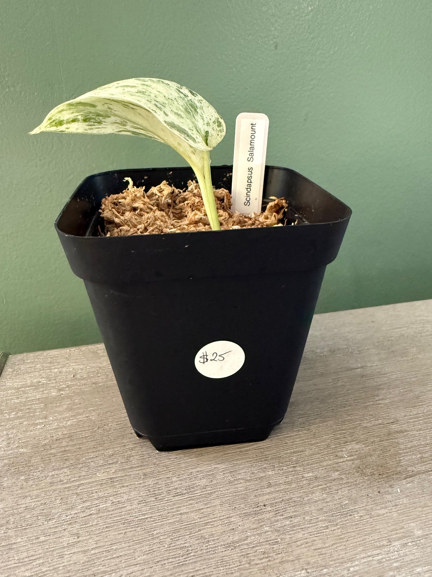Scindapsus Salamount