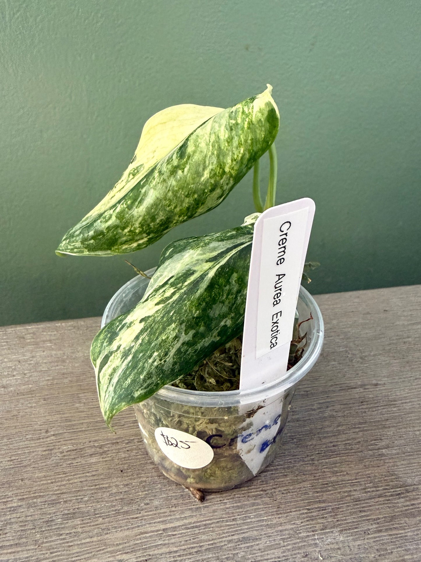 Scindapsus Creme Aurea Exotica