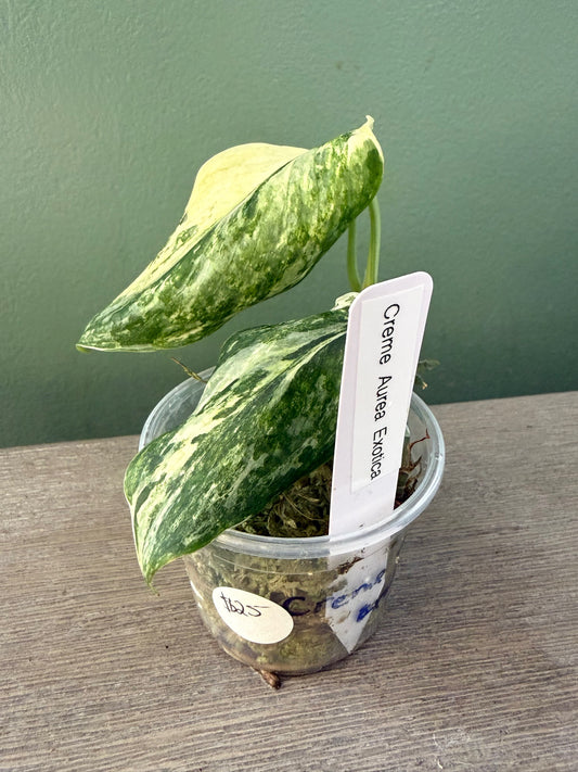 Scindapsus Creme Aurea Exotica
