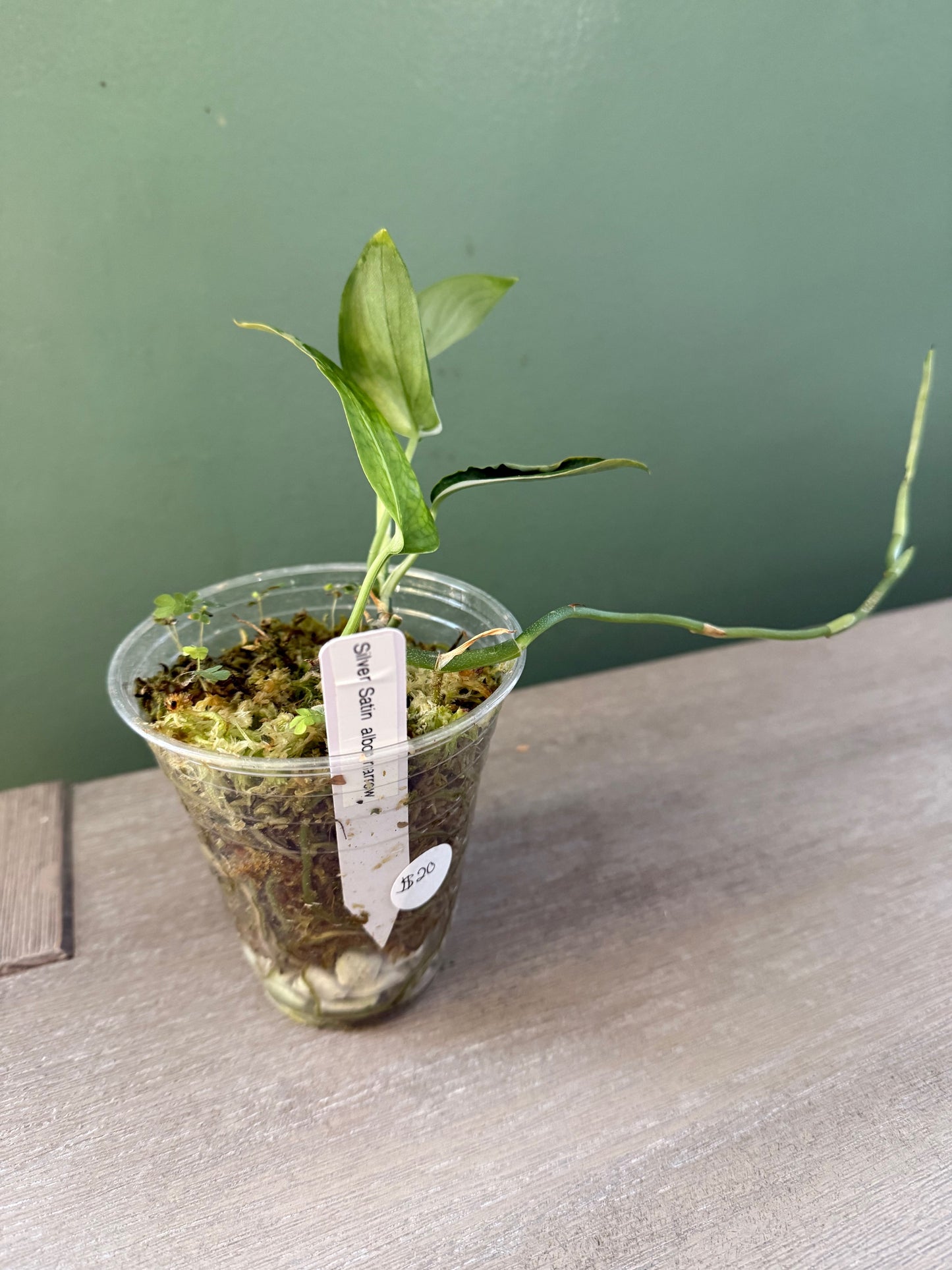 Scindapsus Silver Satin Albo Narrow