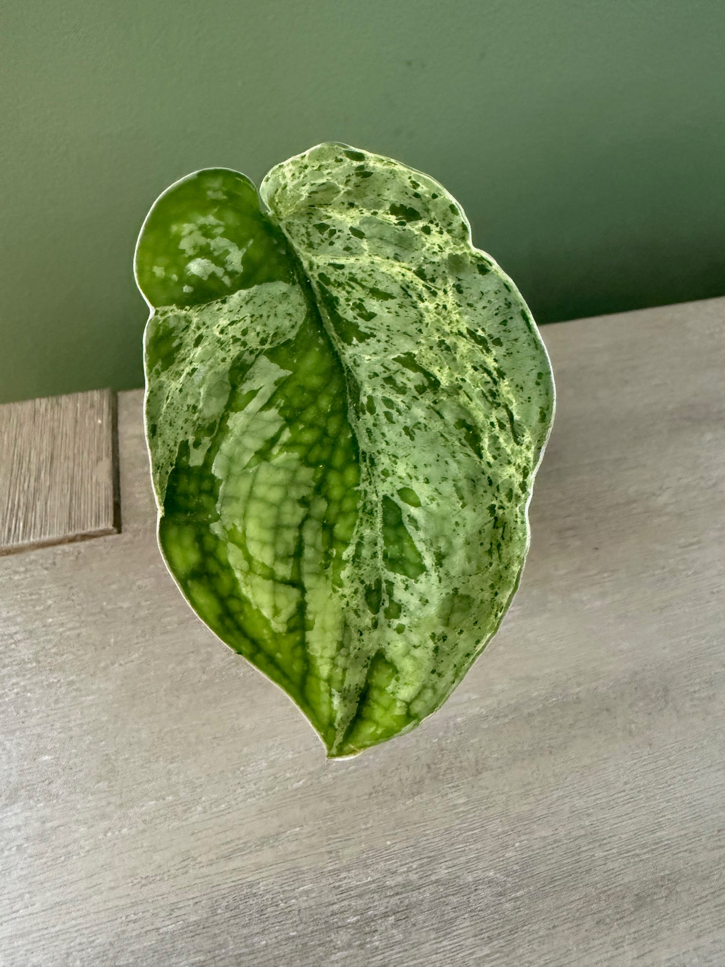Scindapsus Mejile