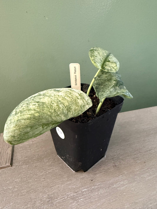 Scindapsus Peasun