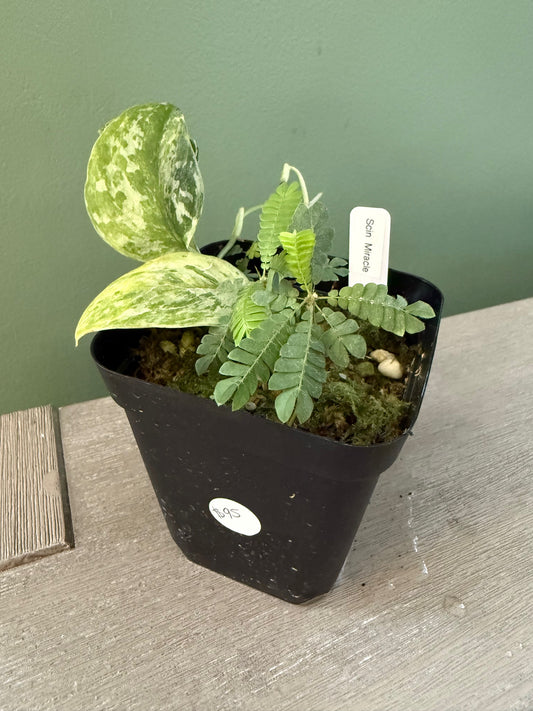 Scindapsus Miracle