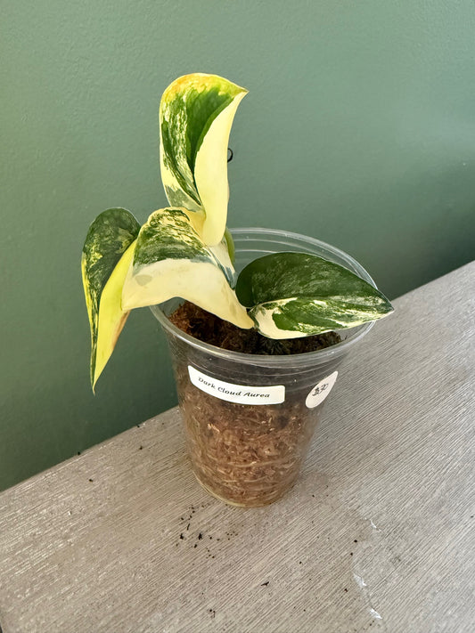 Scindapsus Dark Cloud Aurea